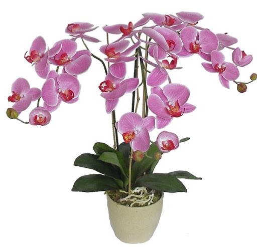 Phalaenopsis Multicolor P12