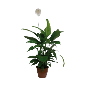 Spathiphyllum 3 Flores P11 Mini 3 Ht C/flor Un