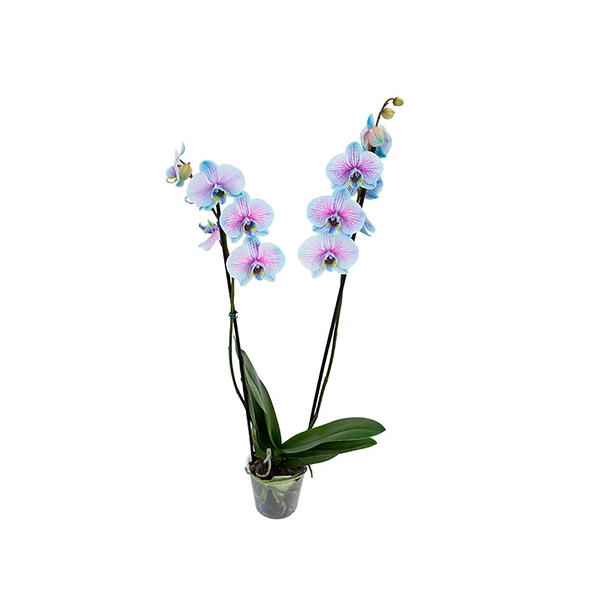 Phalaenopsis Azul Pt 12 Especial 2ht