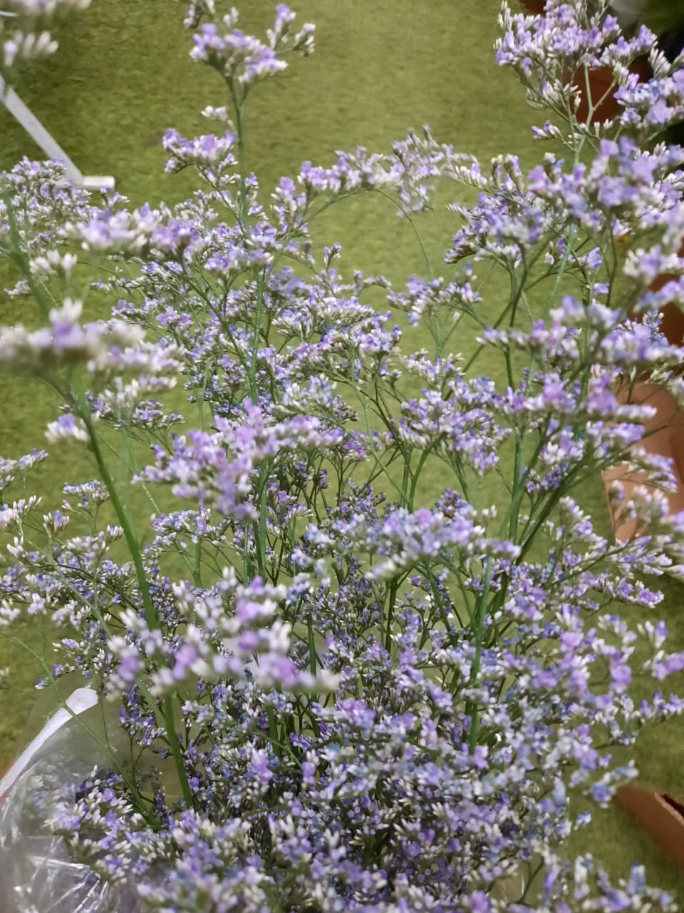 Caryopteris Pagoda Blush Unid