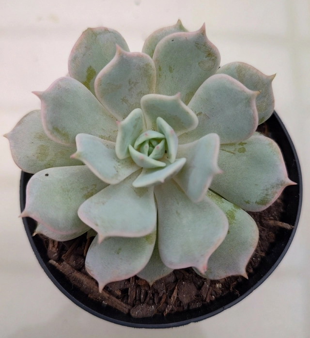Echeveria P09