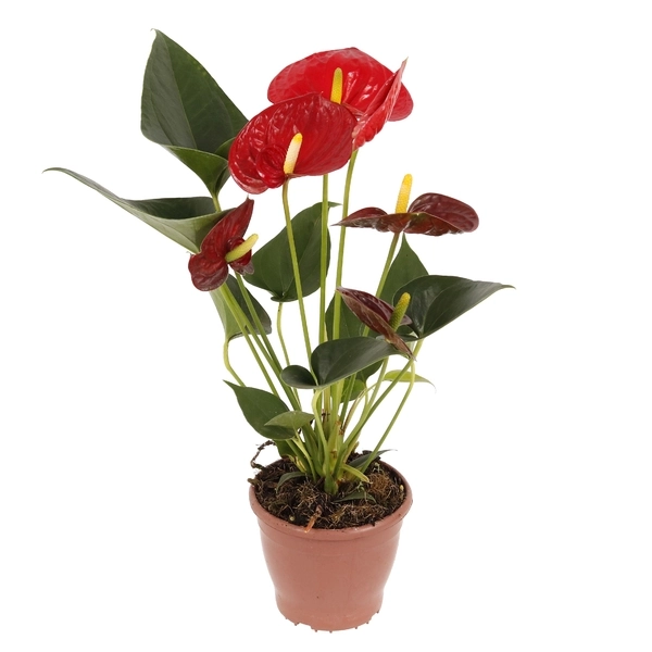 Flores Anturio Pt 12