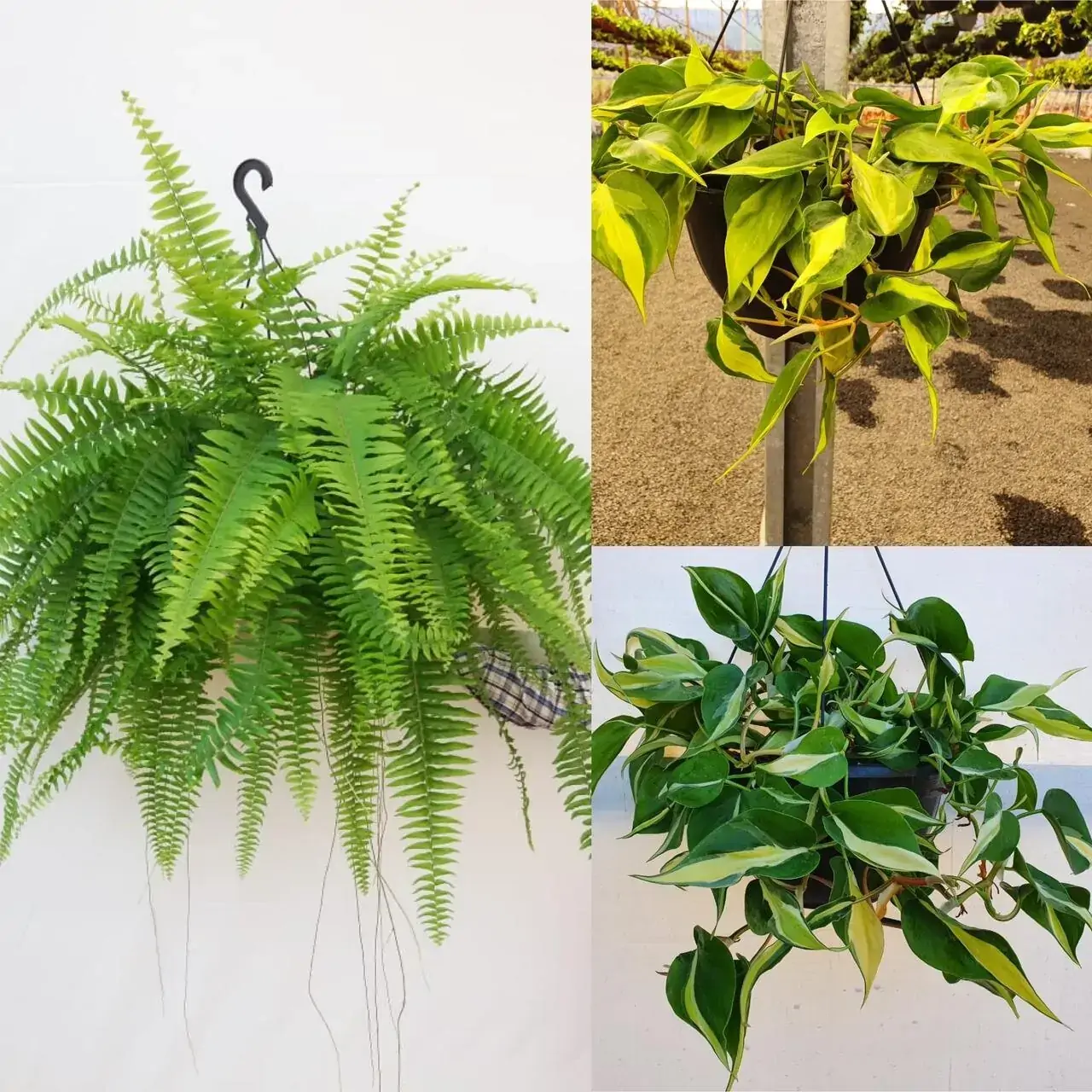 Plantas Verdes Pendentes C25