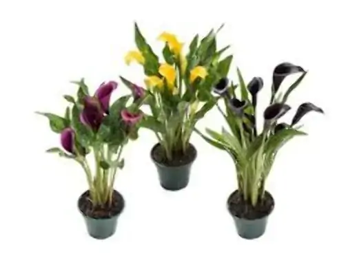 Flor Calla Colorida P14