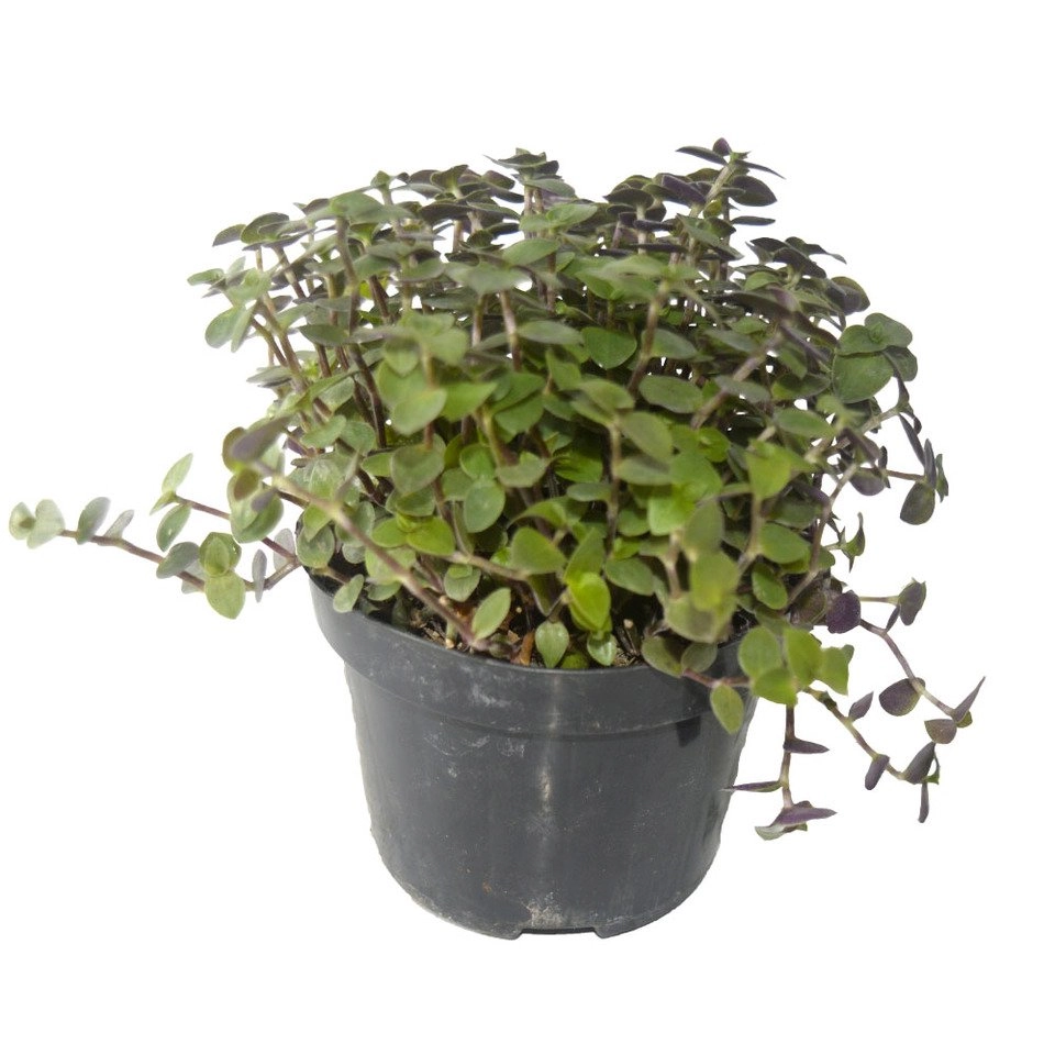 Planta Tostao P.11