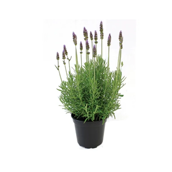 Lavandula Pt15 Ref2406