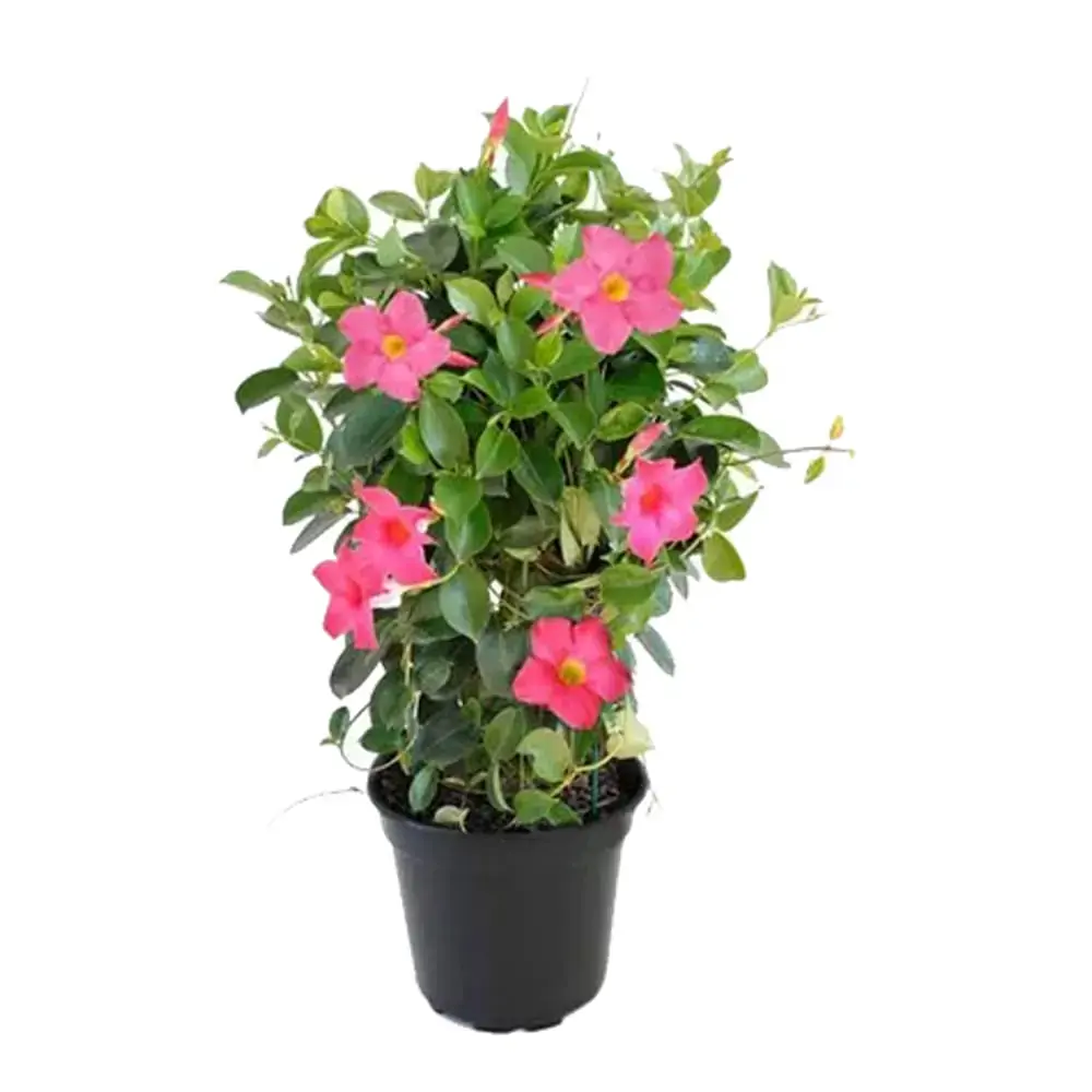 Flores Dipladenia Pt 14