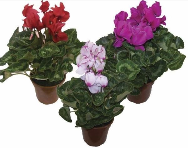 Flor Ciclame Decorada