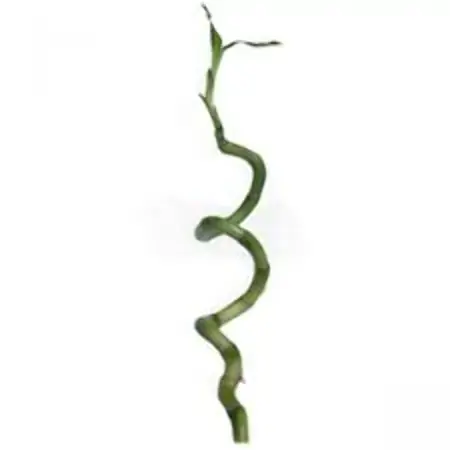 Dracena Lucky Bamboo Espiral 30 Cm