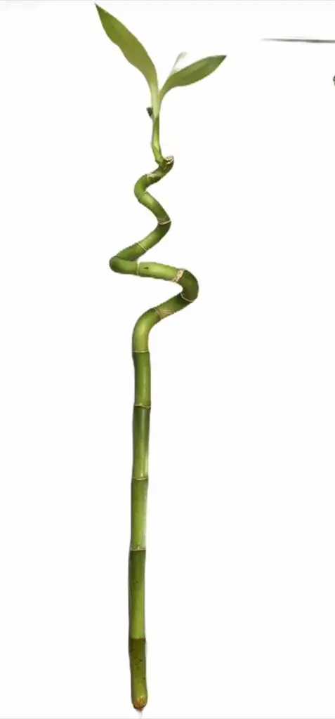 Dracena Lucky Bamboo Reto 30 Cm