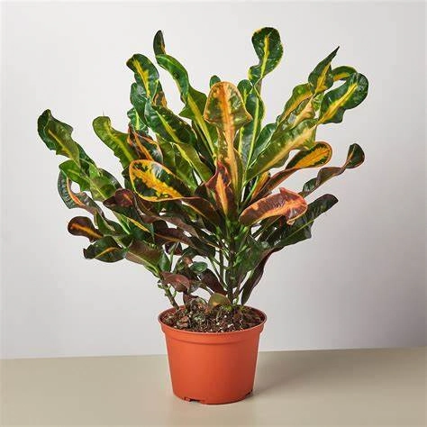 Planta Croton Mammy P19