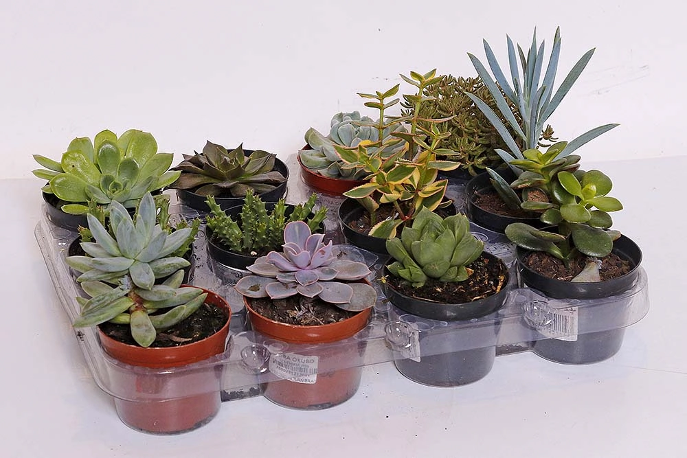 Planta Dedo De Moca P11