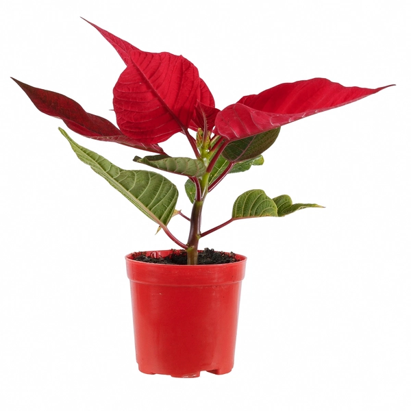 Poinsetia Vermelha Pote 06