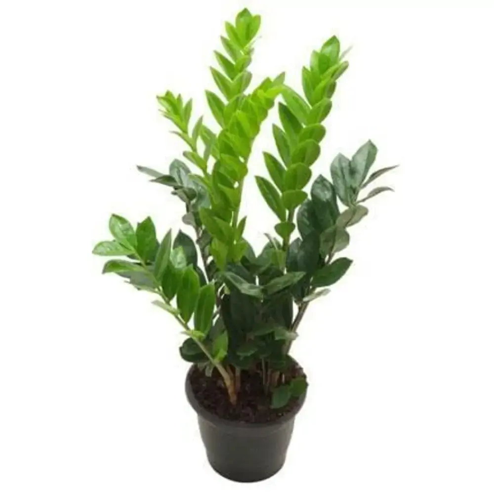 Planta Zamioculcas Premium Fc