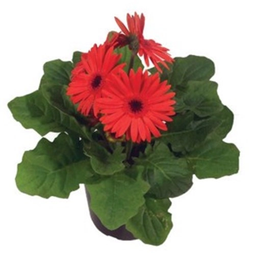 Flor Gerbera 4 Flores
