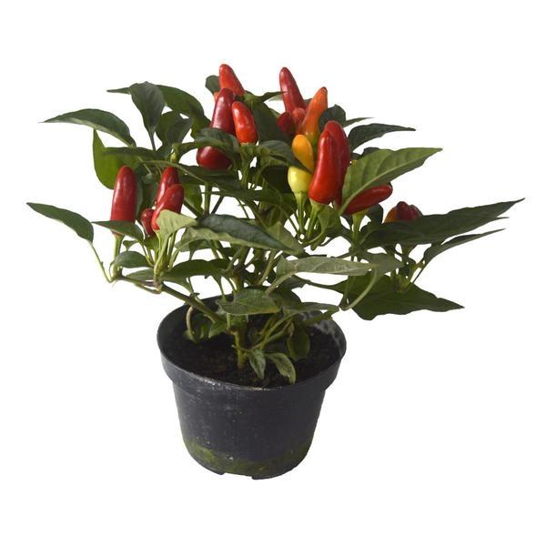 Pimenta Mini PT 06