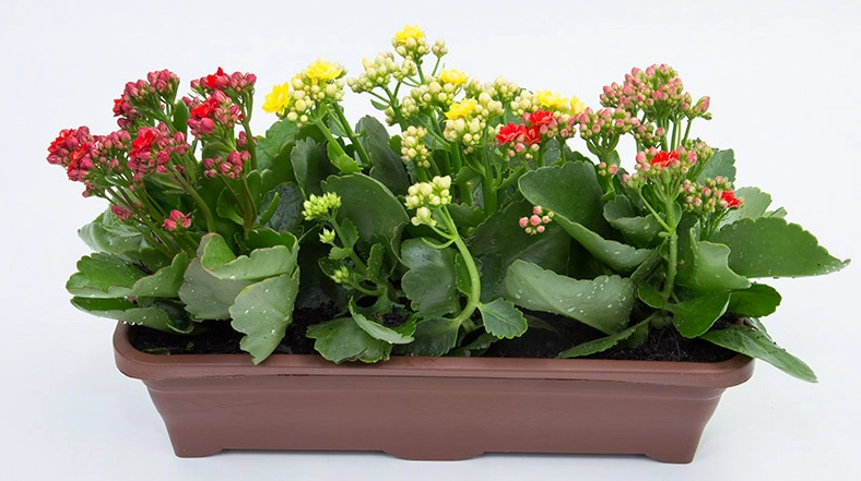 Planta Kalanchoe Dobrado Jard 1,1l Un