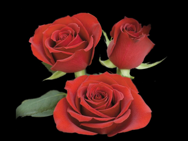 Jdm Rosa Samourai 60cm Estufa