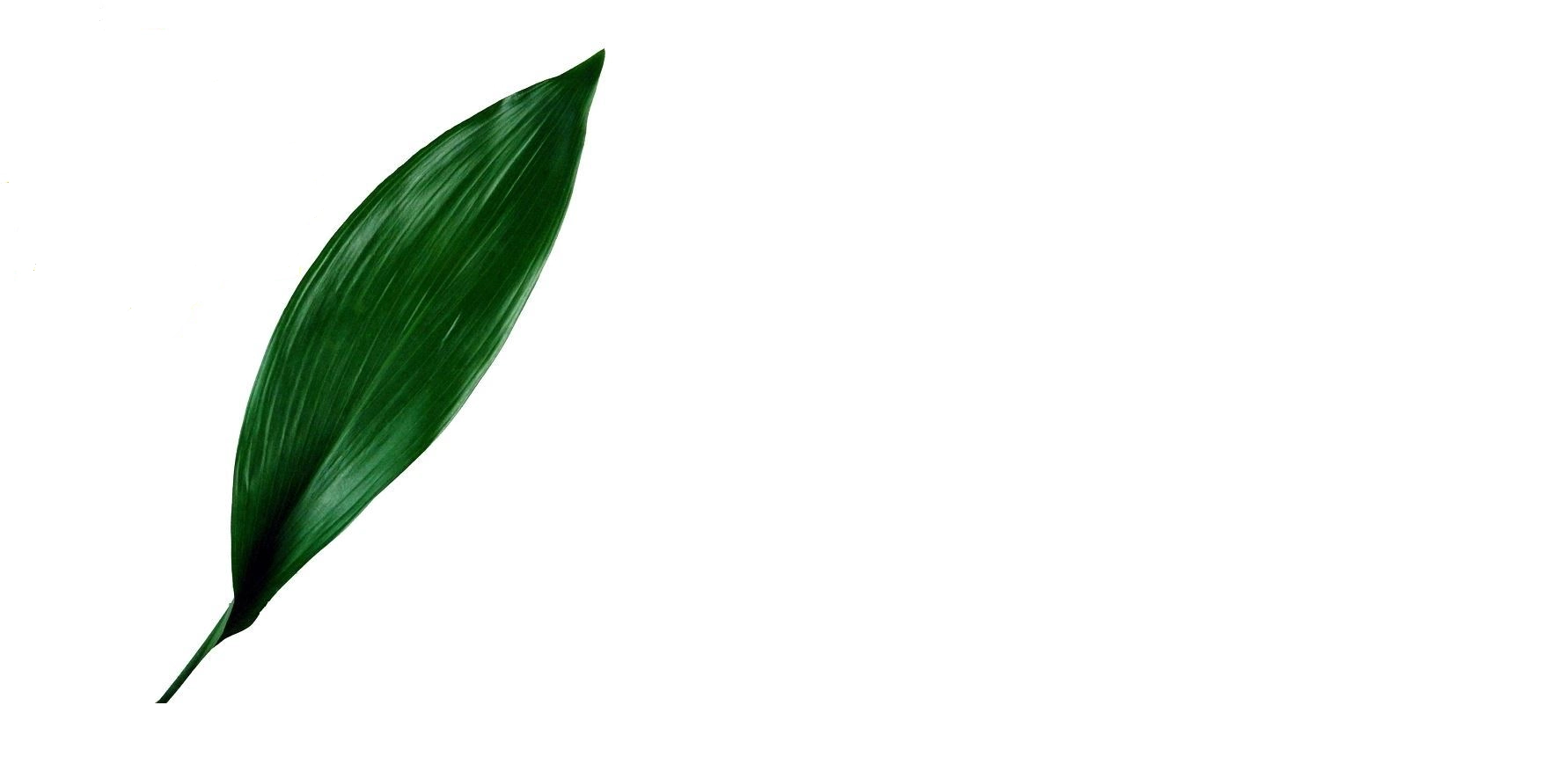 Folhagem Aspidistra Elatior Maco