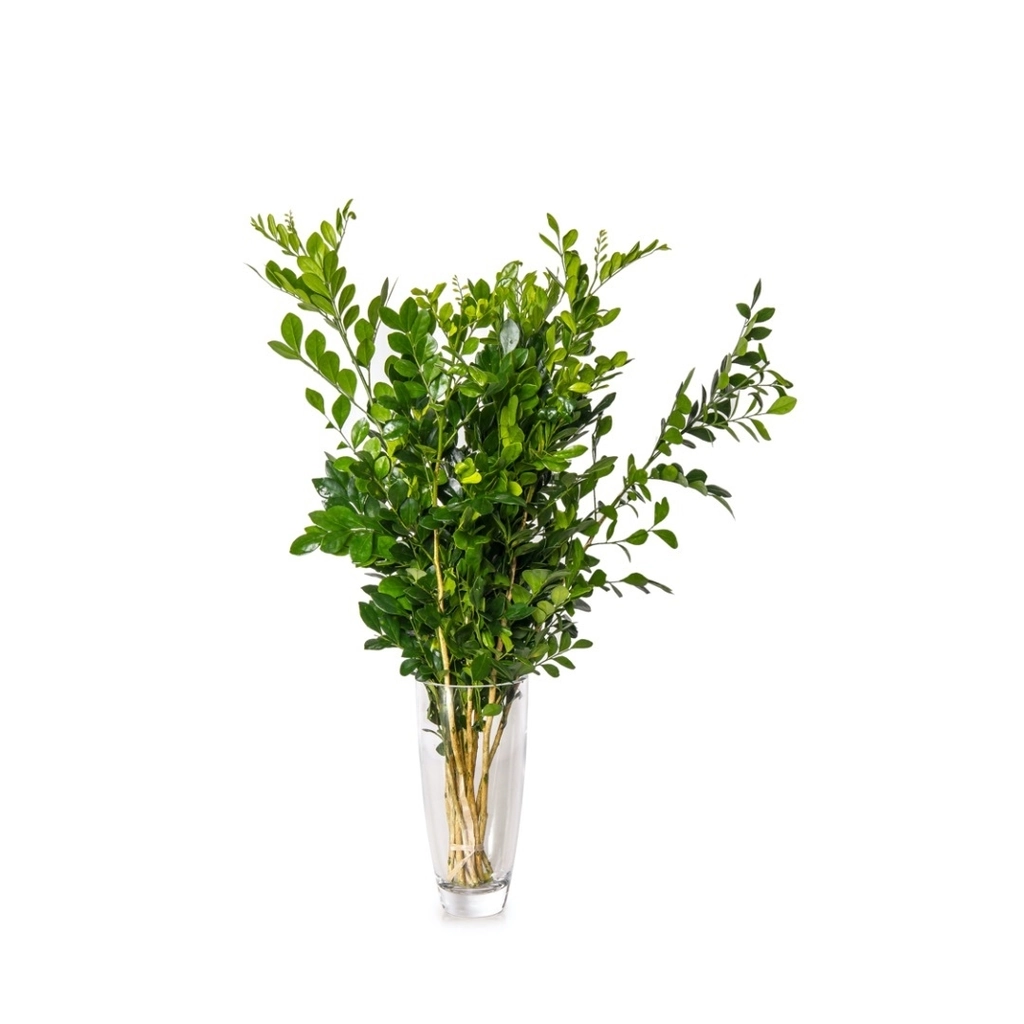 Planta Folhagem Variada