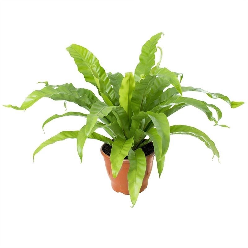 Asplenium Osaka Liso Pt 14