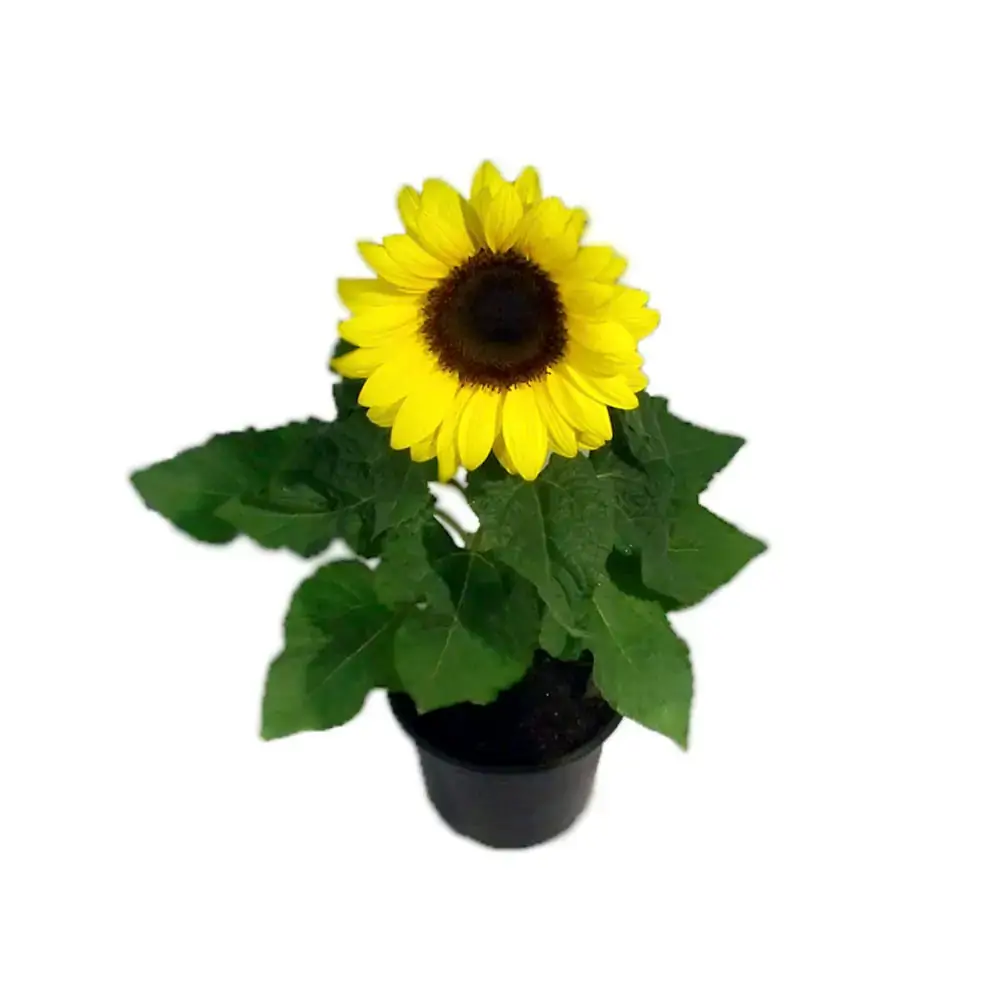 Flor Girassol Mini S. Bright P11