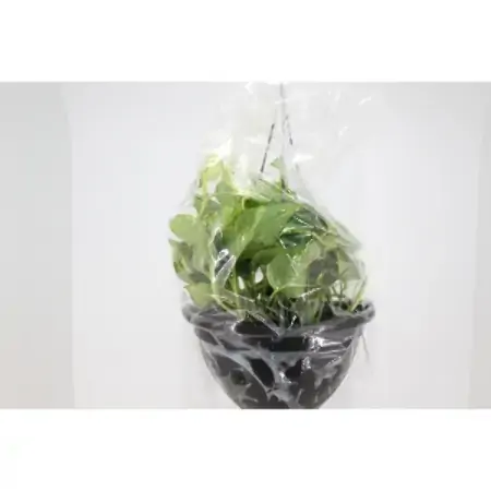 Jiboia Verde 1/2 Cuia Pendente
