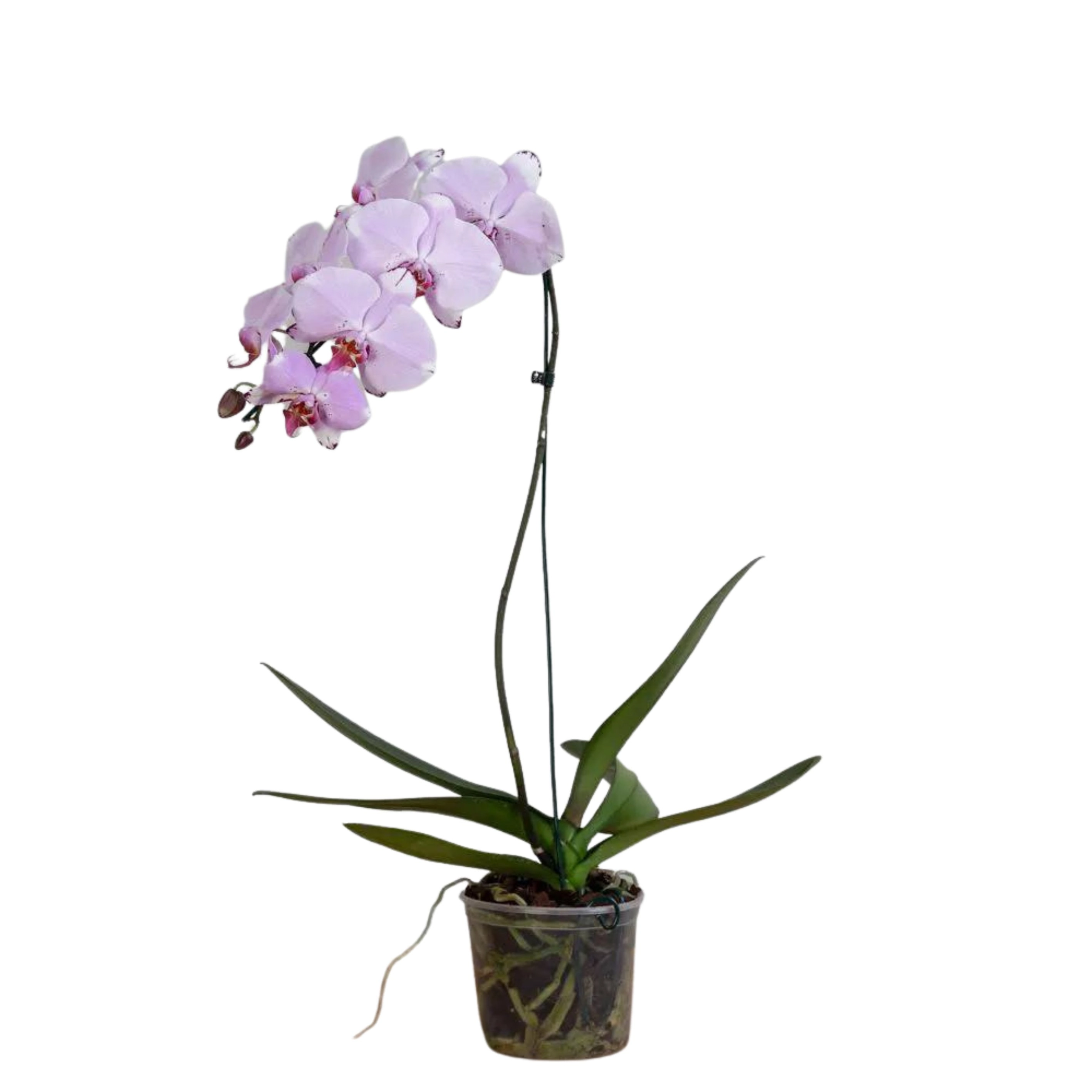 Flores Orquidea Denfalen Pt 15