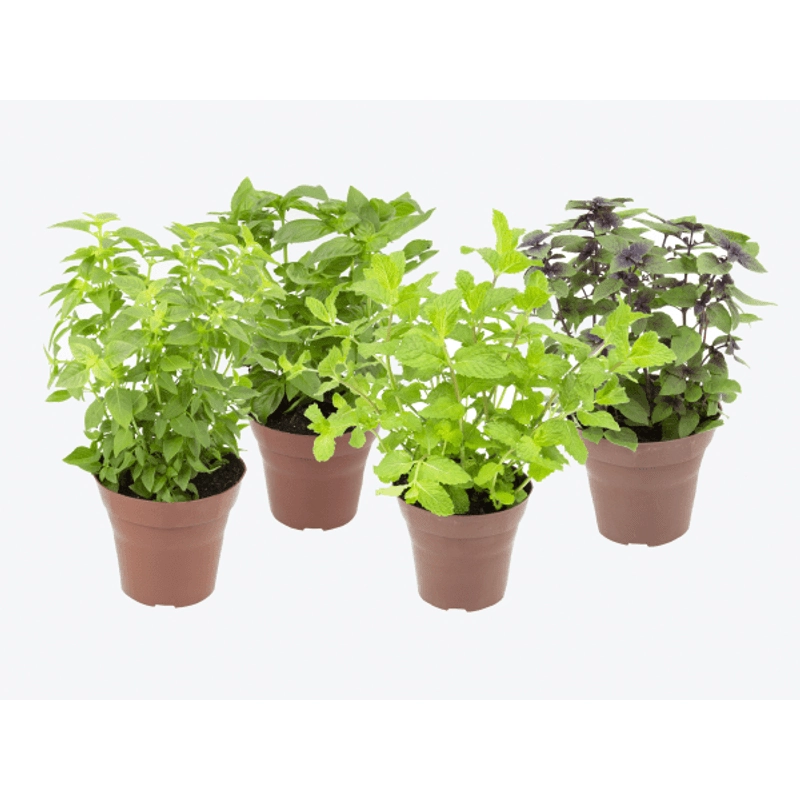 Ervas Aromaticas P15