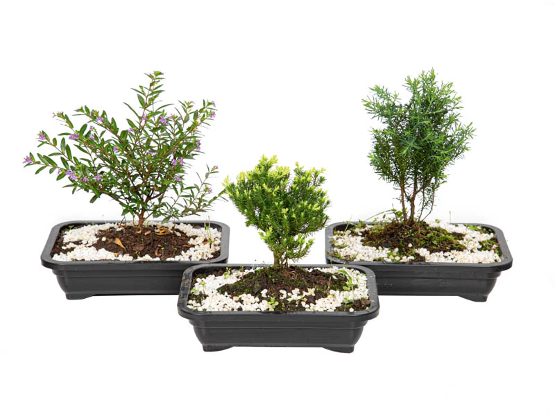 Bonsai Jovem Vaso Plastico 1,1l