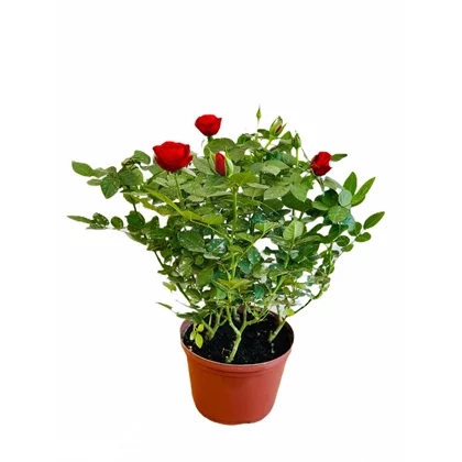 Flor Mini Rosa Pt 13