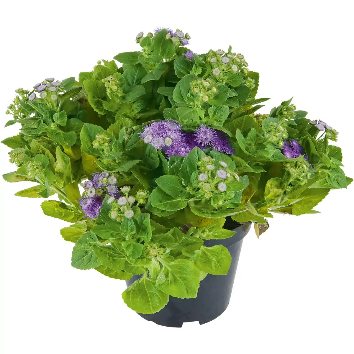Flor Agerantum Pote 14