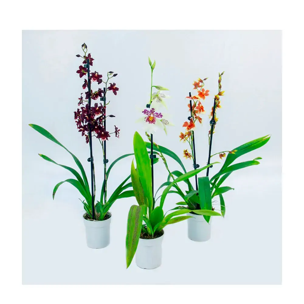 Orquid Oncidium Variado Pt09 C 3216