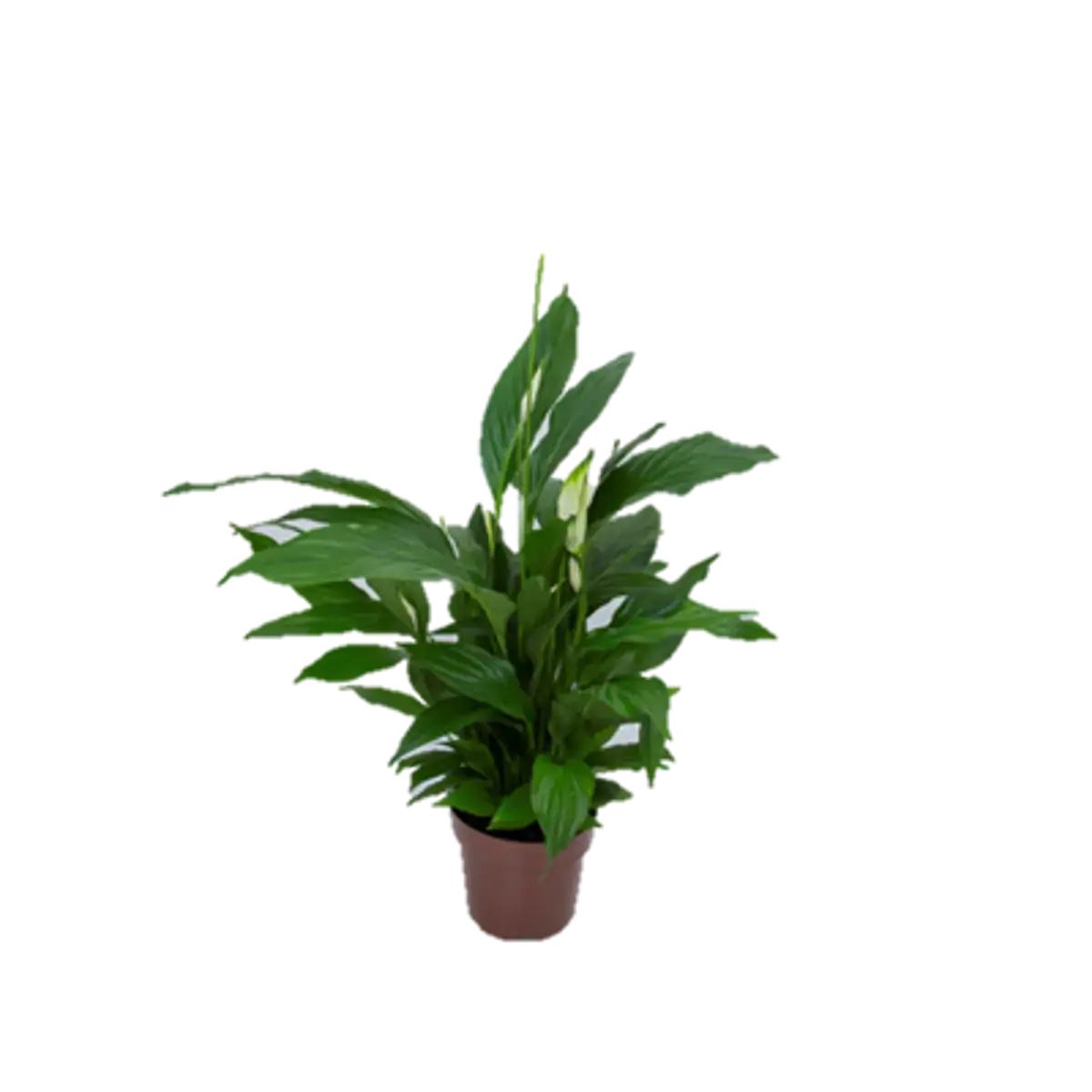 FLOR SPATHIPHYLLUM PT15