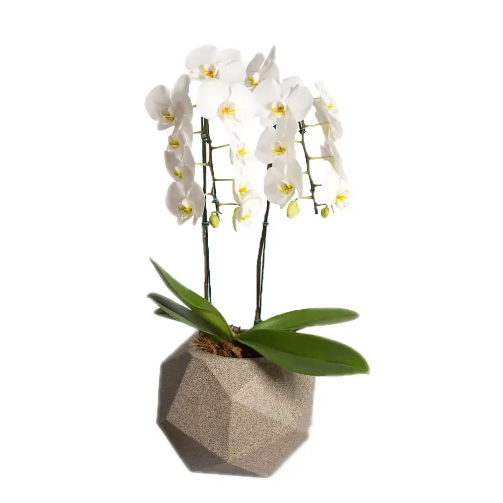 Phalaenopsis Quartzo Pt 21