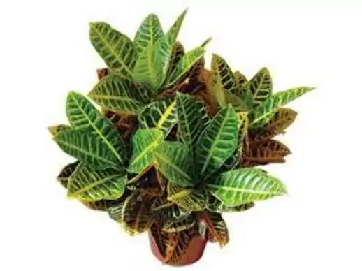 Vale Verde Flor De Croton