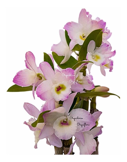 Dendrobium Nobily P09
