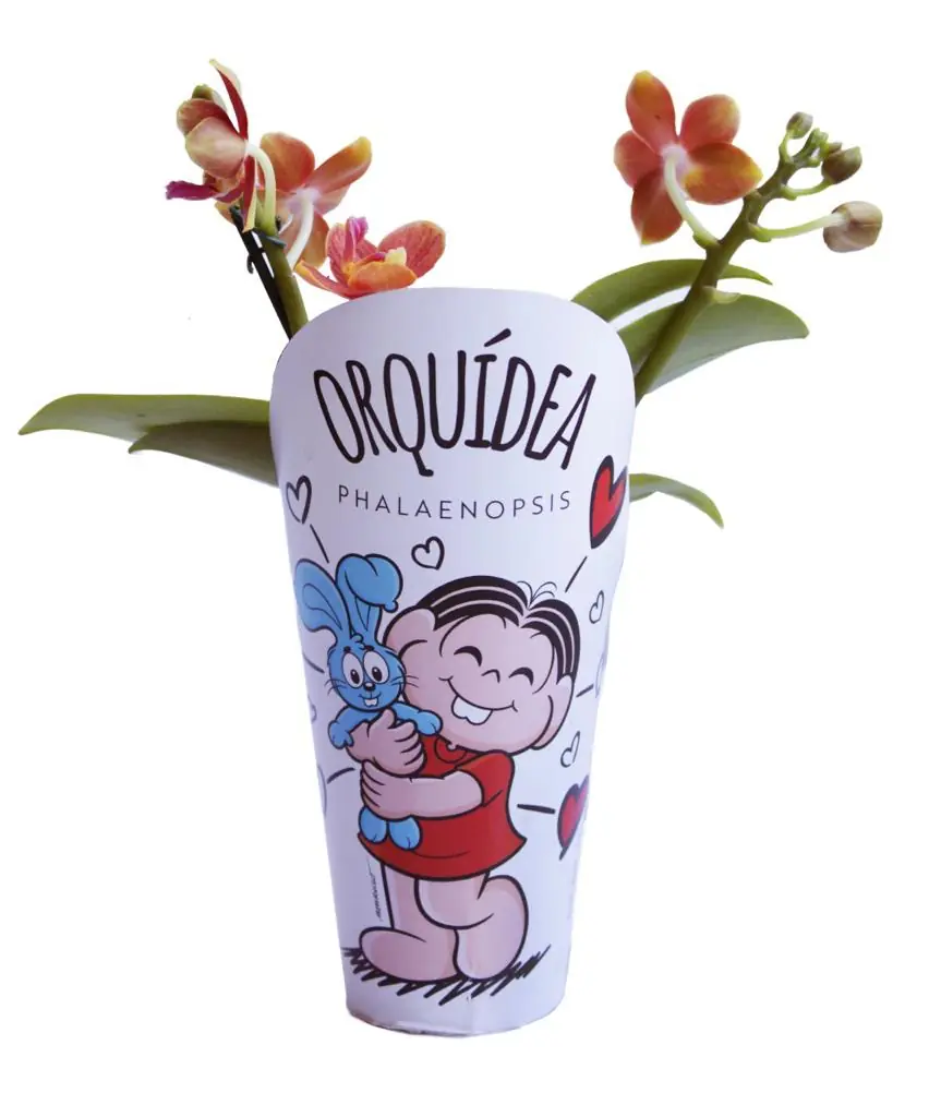Orquidea Phalaenopsis Mini P06