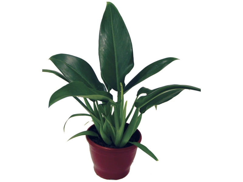 Planta Philod Pacova P15
