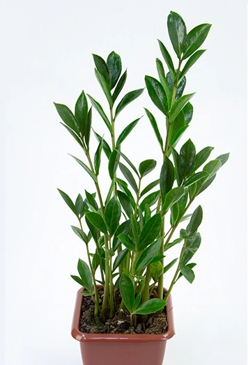 Planta Zamiokuca Mini