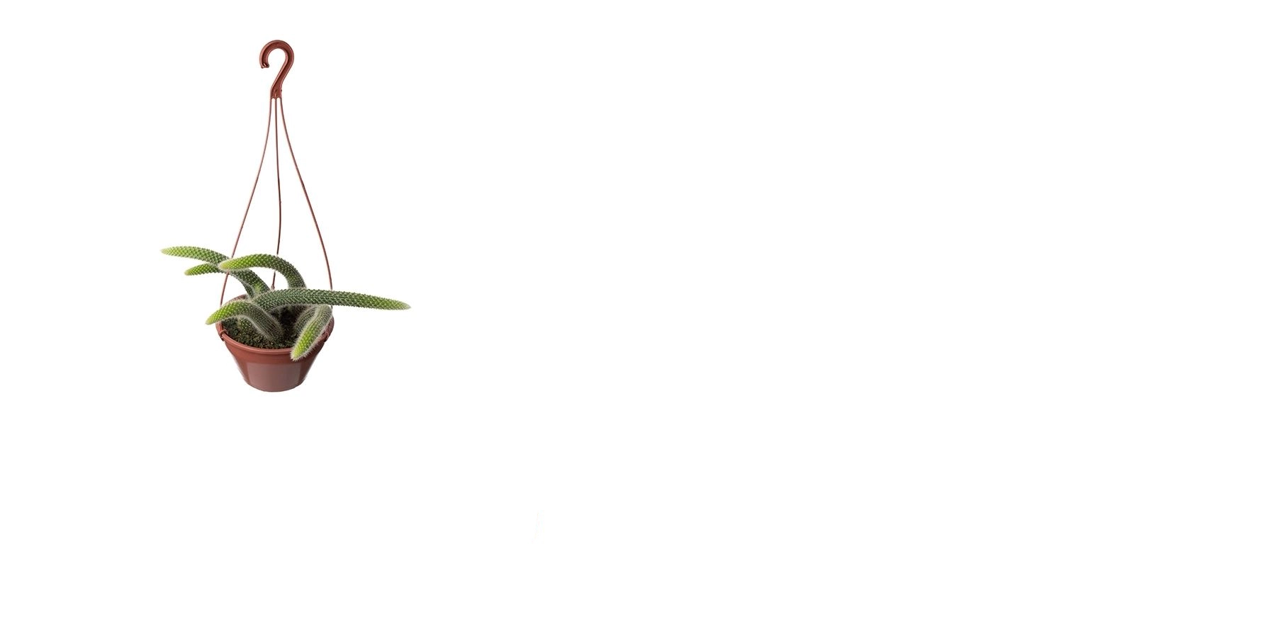 Cactus Rabo De Macaco C18