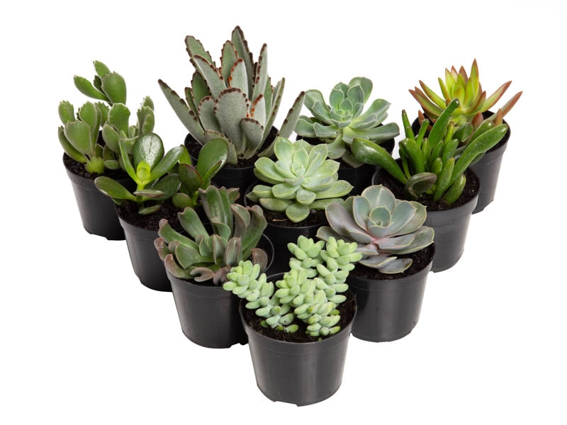 Planta Suculentas P09 Quadrada