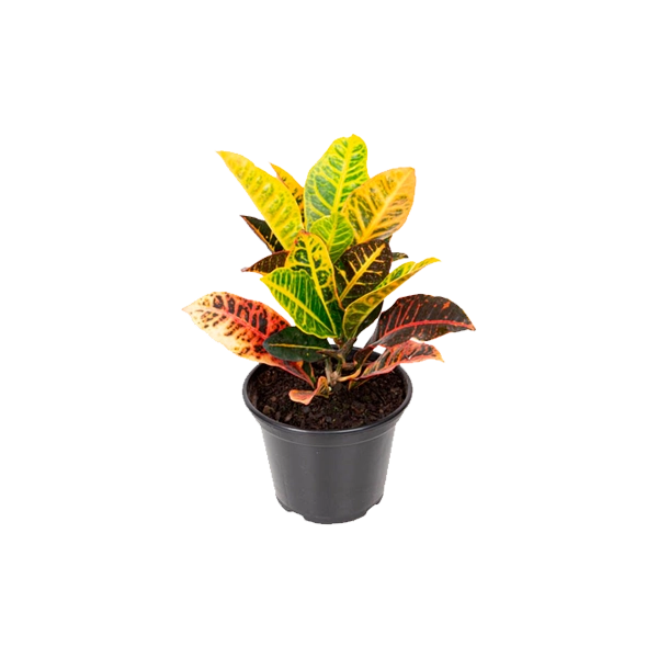 Planta Croton Hib Petra P.15
