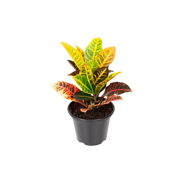 Croton Petra P15