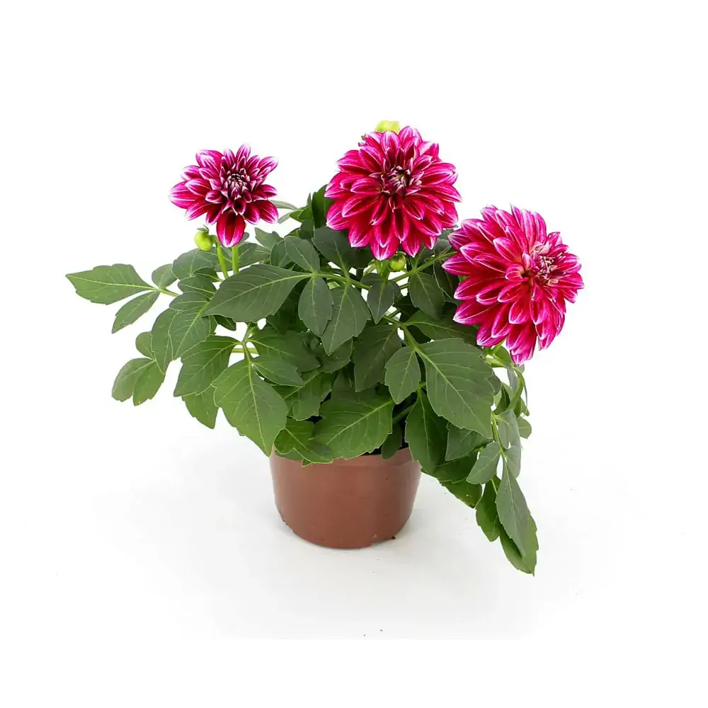 Flor Dahlinova Hypnotica P13