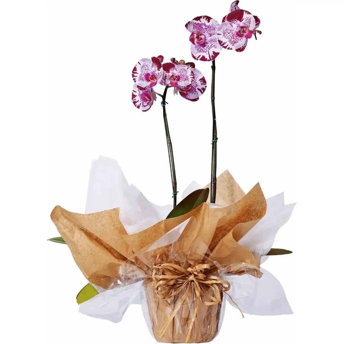 Flor Phalaenopsis PT12