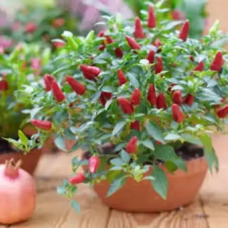 Planta Pimenta Biquinho P14