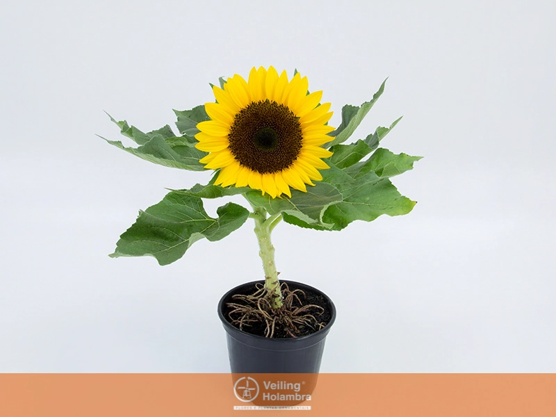 Girassol Mini Sun Brigth P06