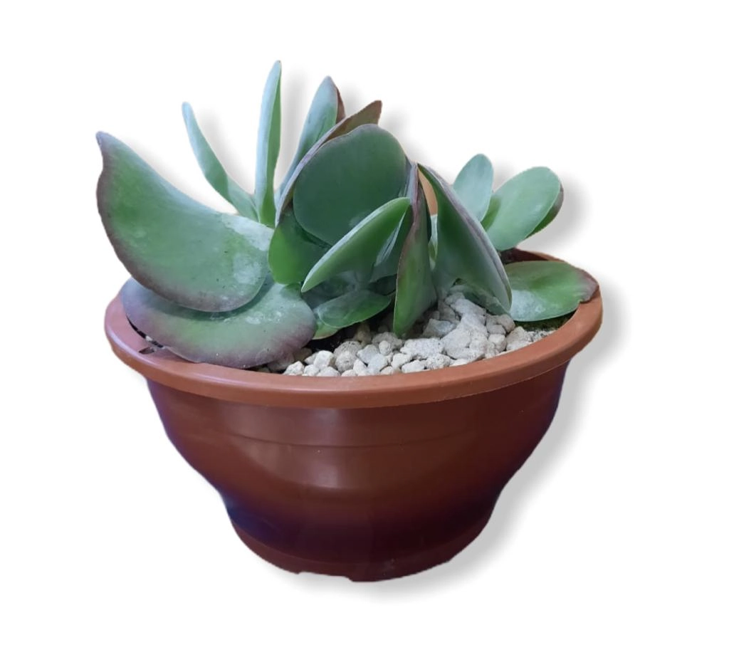 Echeveria Gigante Pt 21