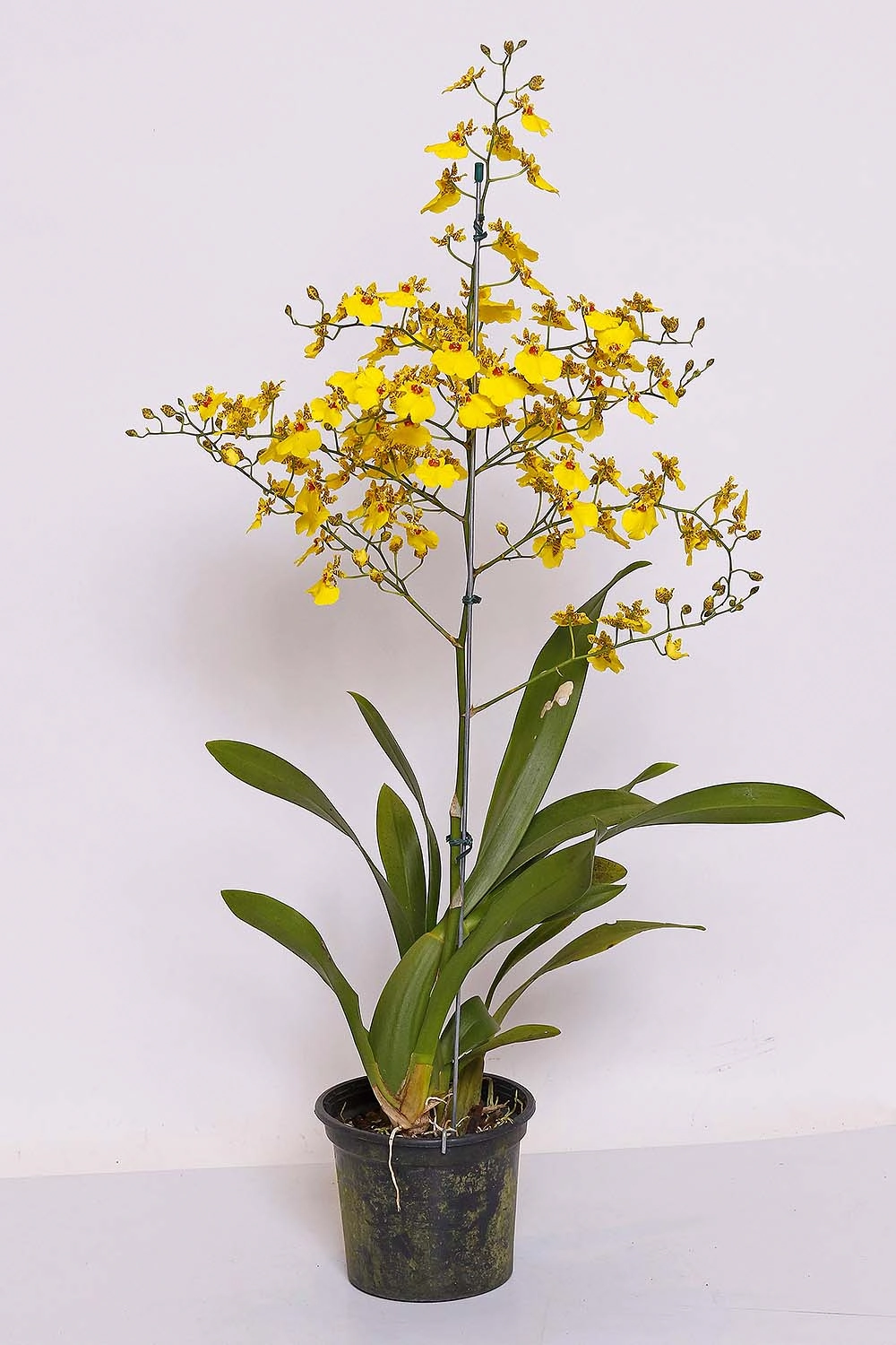 Flor Orquidea Beallara Tahoha P.15